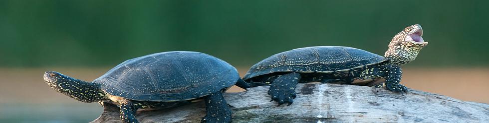 Danube River's Wildlife in National Parks