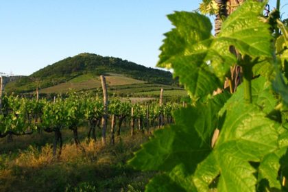 tokaj