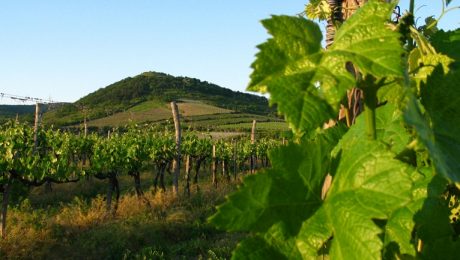 tokaj